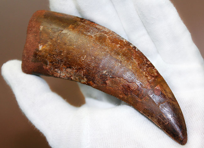規格外の12.8cm!最高峰!カルクのベスト歯化石の一つ、カルカロドントサウルス(成体)の巨大美歯化石(その3)