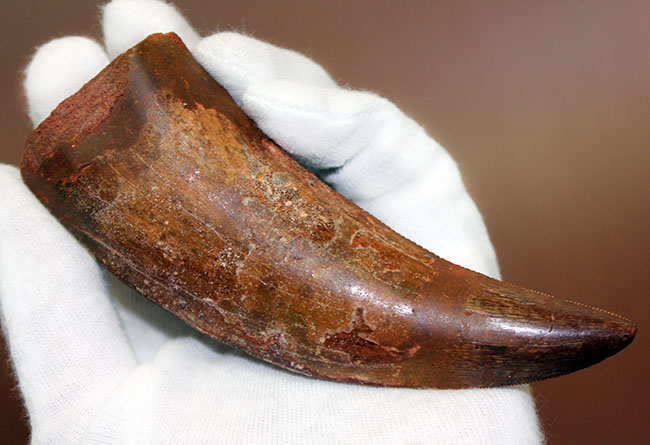 規格外の12.8cm!最高峰!カルクのベスト歯化石の一つ、カルカロドントサウルス(成体)の巨大美歯化石(その4)