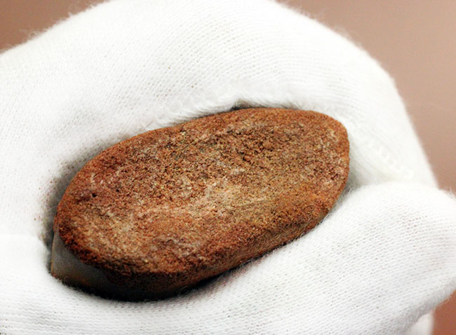 規格外の12.8cm!最高峰!カルクのベスト歯化石の一つ、カルカロドントサウルス(成体)の巨大美歯化石(その7)