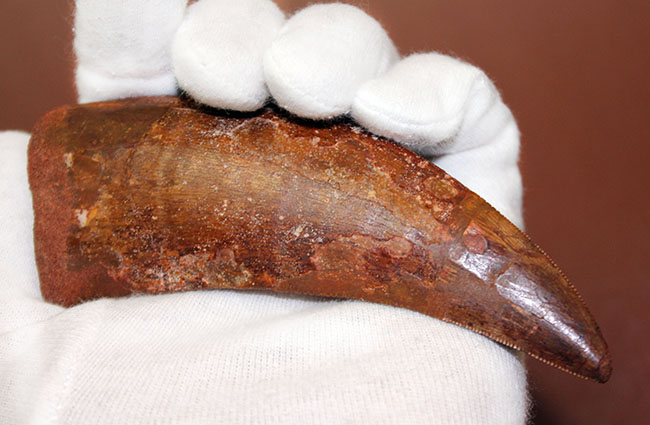 規格外の12.8cm!最高峰!カルクのベスト歯化石の一つ、カルカロドントサウルス(成体)の巨大美歯化石(その8)