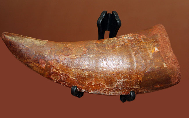 規格外の12.8cm!最高峰!カルクのベスト歯化石の一つ、カルカロドントサウルス(成体)の巨大美歯化石(その9)