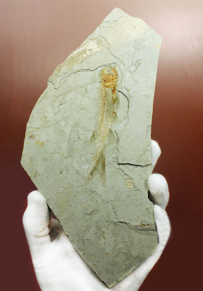 白亜紀遼寧省熱河層群産リコプテラ魚化石(Lycoptera dabidi)。1億年前の古代魚。(その1)