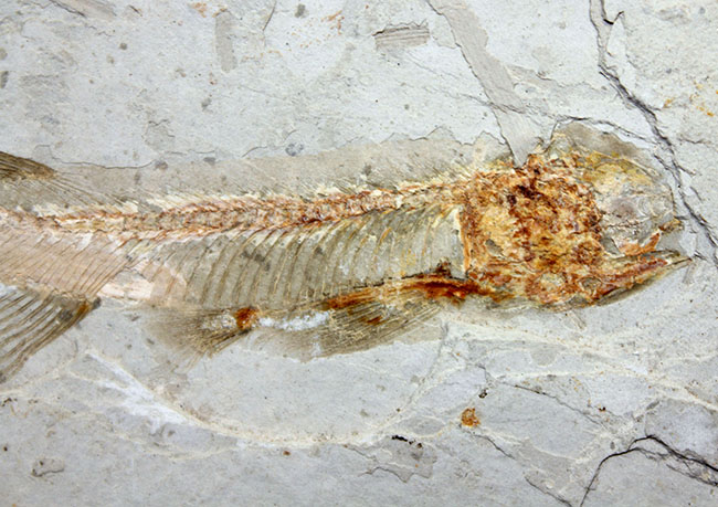 白亜紀遼寧省熱河層群産リコプテラ魚化石(Lycoptera dabidi)。1億年前の古代魚。（その10）