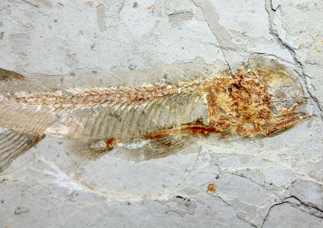白亜紀遼寧省熱河層群産リコプテラ魚化石(Lycoptera dabidi)。1億年前の古代魚。(その10)