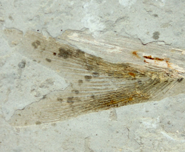 白亜紀遼寧省熱河層群産リコプテラ魚化石(Lycoptera dabidi)。1億年前の古代魚。（その11）