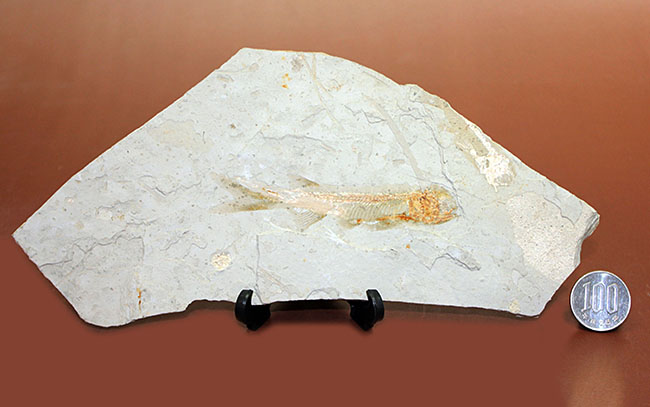 白亜紀遼寧省熱河層群産リコプテラ魚化石(Lycoptera dabidi)。1億年前の古代魚。(その12)