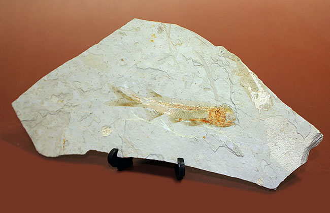 白亜紀遼寧省熱河層群産リコプテラ魚化石(Lycoptera dabidi)。1億年前の古代魚。(その2)