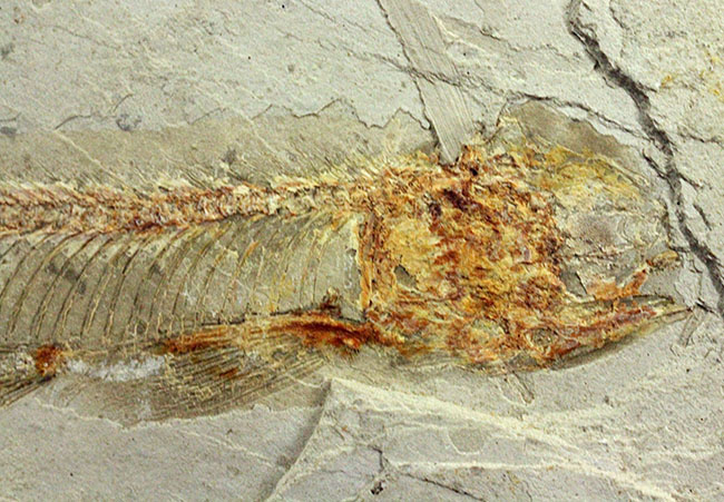 白亜紀遼寧省熱河層群産リコプテラ魚化石(Lycoptera dabidi)。1億年前の古代魚。(その3)