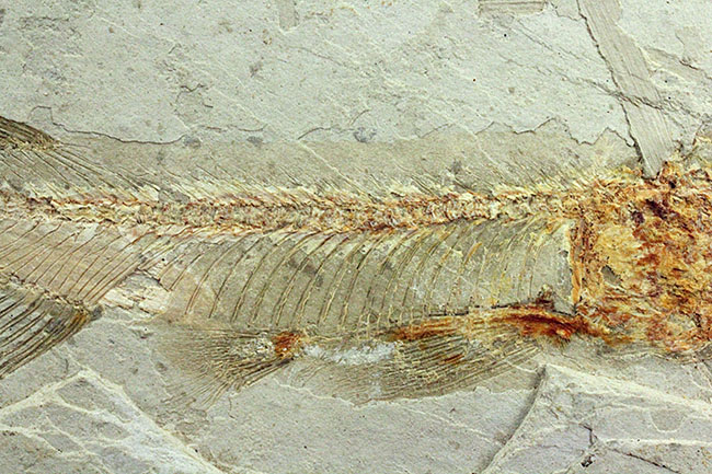 白亜紀遼寧省熱河層群産リコプテラ魚化石(Lycoptera dabidi)。1億年前の古代魚。（その4）