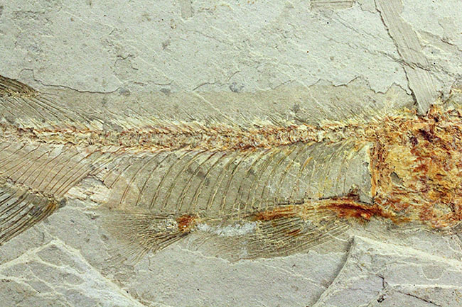 白亜紀遼寧省熱河層群産リコプテラ魚化石(Lycoptera dabidi)。1億年前の古代魚。(その4)