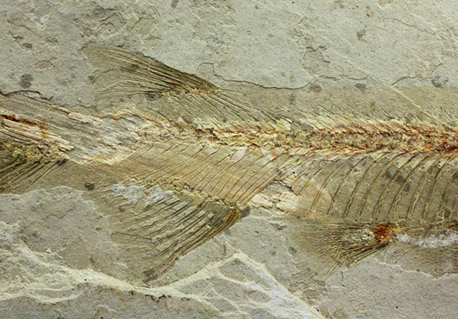 白亜紀遼寧省熱河層群産リコプテラ魚化石(Lycoptera dabidi)。1億年前の古代魚。(その5)