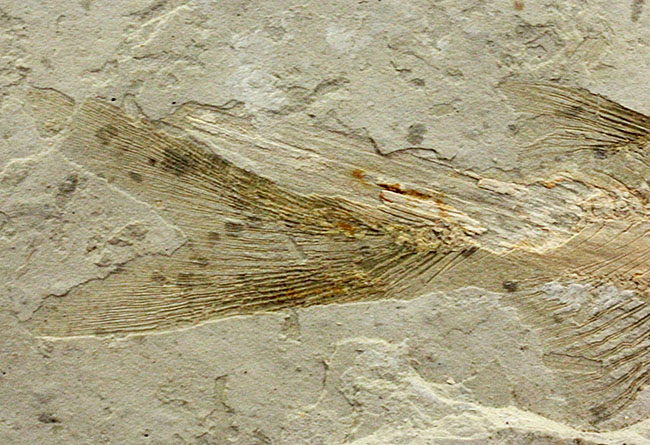 白亜紀遼寧省熱河層群産リコプテラ魚化石(Lycoptera dabidi)。1億年前の古代魚。（その6）