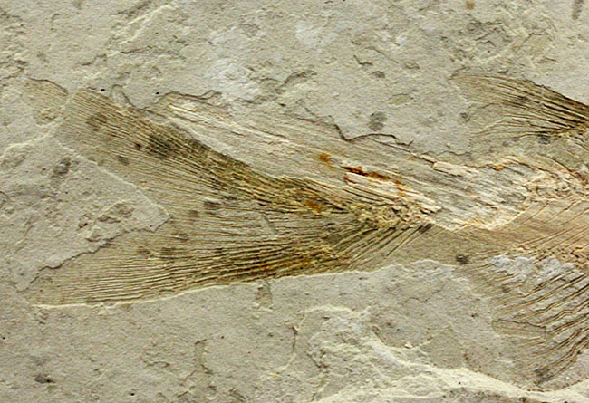 白亜紀遼寧省熱河層群産リコプテラ魚化石(Lycoptera dabidi)。1億年前の古代魚。(その6)