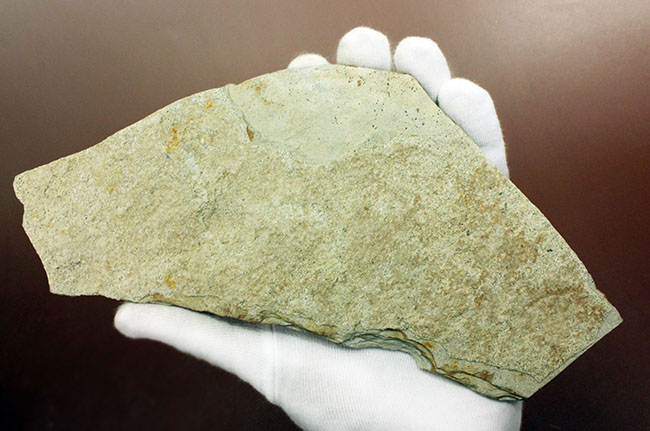 白亜紀遼寧省熱河層群産リコプテラ魚化石(Lycoptera dabidi)。1億年前の古代魚。（その7）
