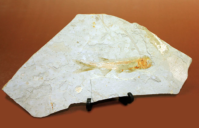 白亜紀遼寧省熱河層群産リコプテラ魚化石(Lycoptera dabidi)。1億年前の古代魚。（その8）