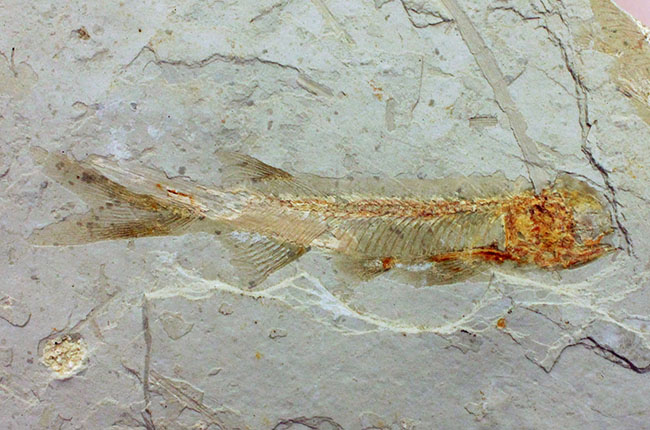 白亜紀遼寧省熱河層群産リコプテラ魚化石(Lycoptera dabidi)。1億年前の古代魚。（その9）