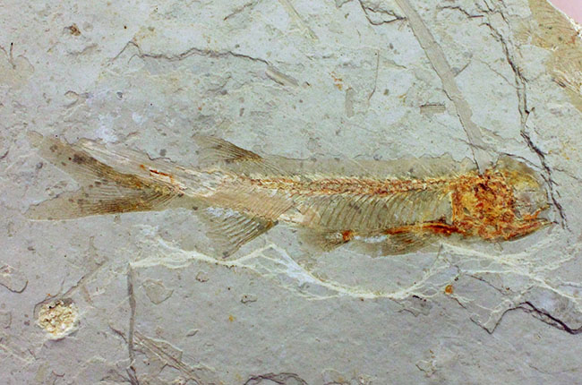 白亜紀遼寧省熱河層群産リコプテラ魚化石(Lycoptera dabidi)。1億年前の古代魚。(その9)