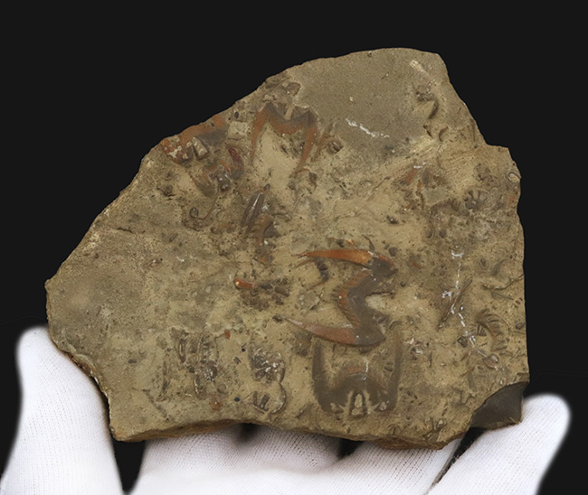 バットマンマーク」として知られる、ドレパヌラ（Drepanura）を多数