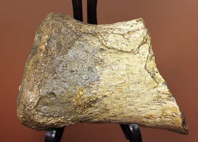 めったに入手できないプリオサウルス（Pliosaurus）類の標本（肋骨の端片）（その1）