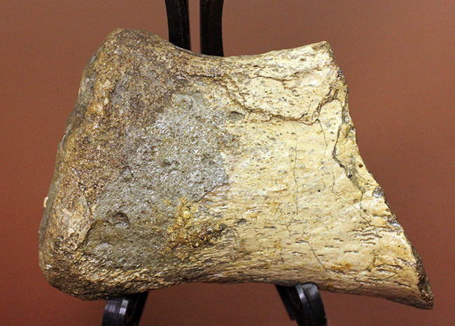 めったに入手できないプリオサウルス(Pliosaurus)類の標本(肋骨の端片)(その1)