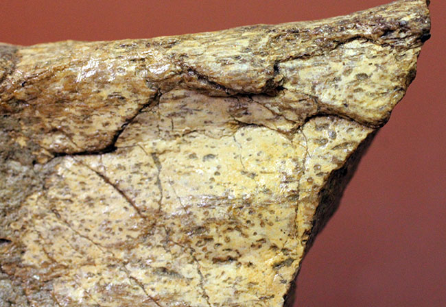めったに入手できないプリオサウルス（Pliosaurus）類の標本（肋骨の端片）（その5）