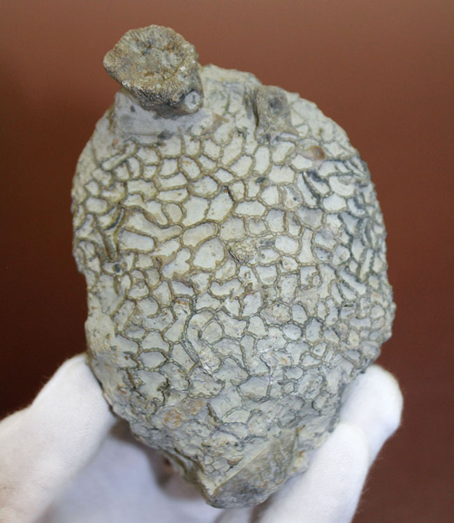 クサリ模様が見事に浮かび上がる。スウェーデン産、古生代シルル紀クサリサンゴ科ハリシテス(Halysites sp.)化石(その1)