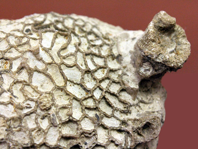 クサリ模様が見事に浮かび上がる。スウェーデン産、古生代シルル紀クサリサンゴ科ハリシテス（Halysites sp.）化石（その2）