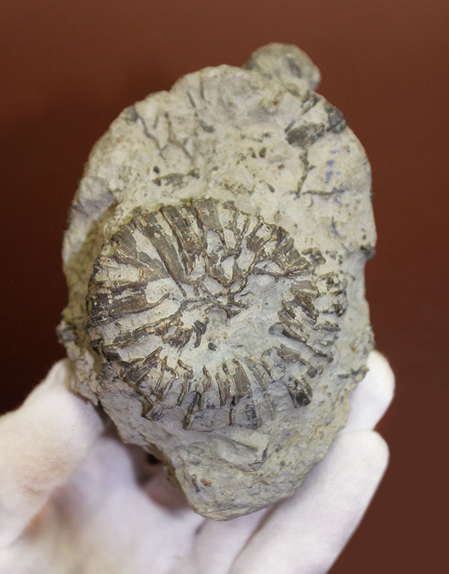 クサリ模様が見事に浮かび上がる。スウェーデン産、古生代シルル紀クサリサンゴ科ハリシテス(Halysites sp.)化石(その4)