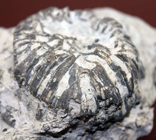 クサリ模様が見事に浮かび上がる。スウェーデン産、古生代シルル紀クサリサンゴ科ハリシテス（Halysites sp.）化石（その5）