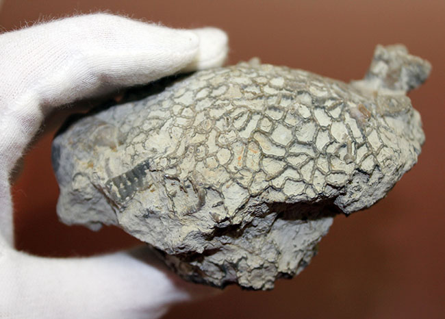 クサリ模様が見事に浮かび上がる。スウェーデン産、古生代シルル紀クサリサンゴ科ハリシテス(Halysites sp.)化石(その6)