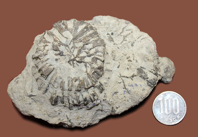 クサリ模様が見事に浮かび上がる。スウェーデン産、古生代シルル紀クサリサンゴ科ハリシテス（Halysites sp.）化石（その7）