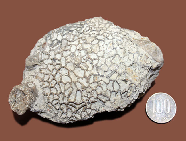 クサリ模様が見事に浮かび上がる。スウェーデン産、古生代シルル紀クサリサンゴ科ハリシテス（Halysites sp.）化石（その8）