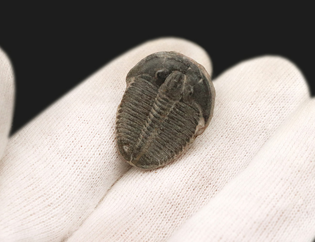 自由頬が保存された状態の良いエルラシア・キンギ(lrathia kingi)をあしらったピンブローチ(その2)