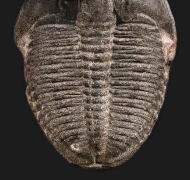 自由頬が保存された状態の良いエルラシア・キンギ(lrathia kingi)をあしらったピンブローチ(その4)