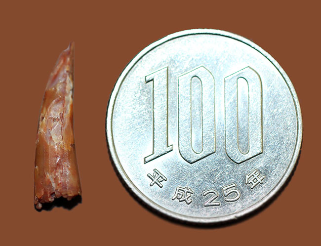 フライングモンスター、モロッコ産白亜紀の翼竜、アンハングエラの歯化石(Anhanguera sp.)。専用ケース付き。(その6)