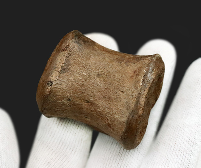 素晴らしい保存状態を維持した、白亜紀後期の海生爬虫類、エラスモサウルス(Elasmosaurus)の尾椎の化石(その3)