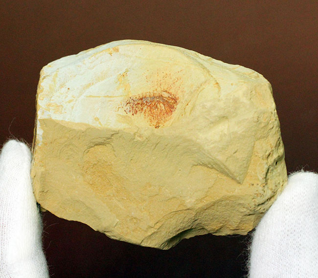 カンブリア紀の古生物ファン垂涎のアイテム、希少なチェンジャン産レアンコイリア。オードコレクション。(その2)
