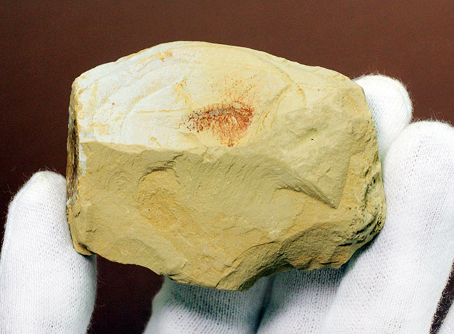 カンブリア紀の古生物ファン垂涎のアイテム、希少なチェンジャン産レアンコイリア。オードコレクション。(その3)