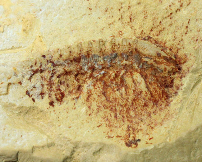 カンブリア紀の古生物ファン垂涎のアイテム、希少なチェンジャン産レアンコイリア。オードコレクション。(その5)