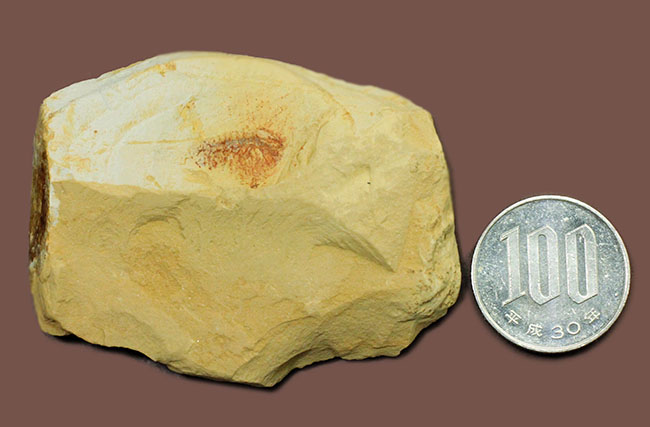 カンブリア紀の古生物ファン垂涎のアイテム、希少なチェンジャン産レアンコイリア。オードコレクション。(その9)