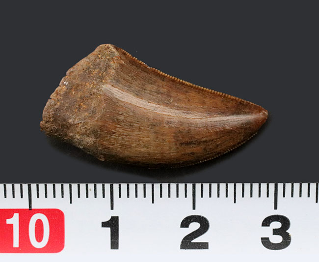 これをジェム級と言わずして何という、ザ・パーフェクト！コレクターに