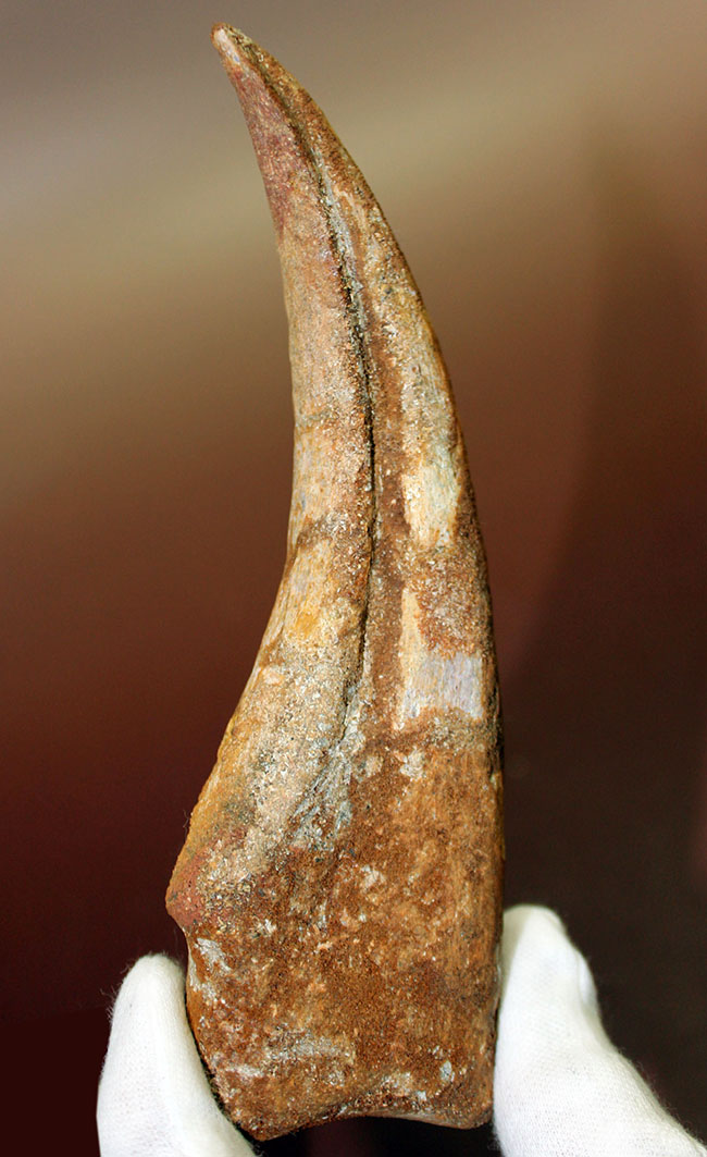 数年に1本の最高峰のコレクション!近年ほとんど目にする機会がないスピノサウルス(Spinosaurus sp.)のハンドクロウ。極上品。(その11)