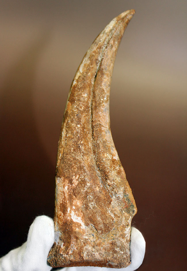 数年に1本の最高峰のコレクション!近年ほとんど目にする機会がないスピノサウルス(Spinosaurus sp.)のハンドクロウ。極上品。(その12)