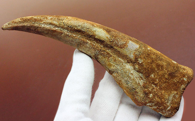数年に1本の最高峰のコレクション!近年ほとんど目にする機会がないスピノサウルス(Spinosaurus sp.)のハンドクロウ。極上品。(その13)