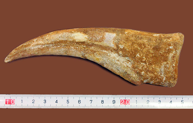 数年に1本の最高峰のコレクション!近年ほとんど目にする機会がないスピノサウルス(Spinosaurus sp.)のハンドクロウ。極上品。(その14)
