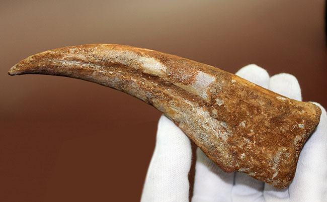 数年に1本の最高峰のコレクション!近年ほとんど目にする機会がないスピノサウルス(Spinosaurus sp.)のハンドクロウ。極上品。(その2)