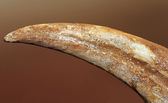 数年に1本の最高峰のコレクション!近年ほとんど目にする機会がないスピノサウルス(Spinosaurus sp.)のハンドクロウ。極上品。(その3)