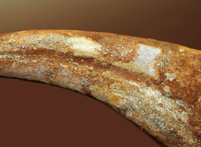 数年に1本の最高峰のコレクション!近年ほとんど目にする機会がないスピノサウルス(Spinosaurus sp.)のハンドクロウ。極上品。(その4)