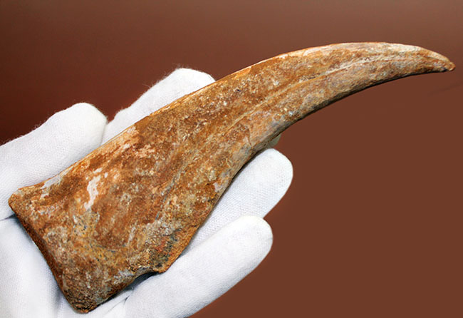 数年に1本の最高峰のコレクション!近年ほとんど目にする機会がないスピノサウルス(Spinosaurus sp.)のハンドクロウ。極上品。(その6)