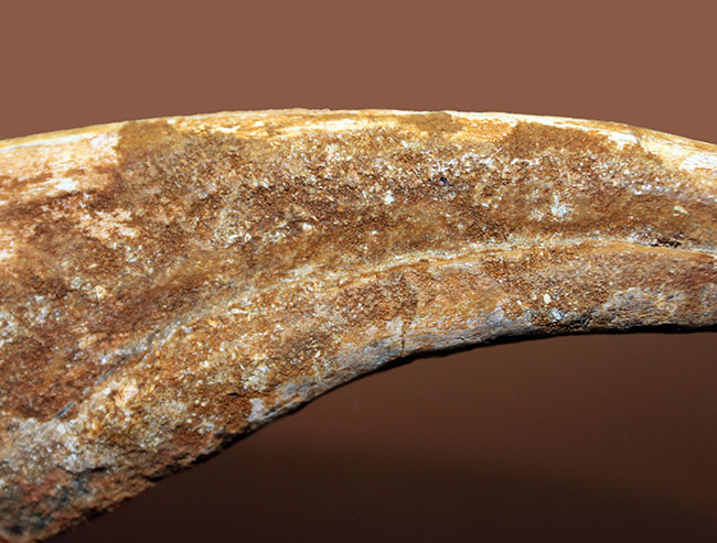数年に1本の最高峰のコレクション!近年ほとんど目にする機会がないスピノサウルス(Spinosaurus sp.)のハンドクロウ。極上品。(その8)
